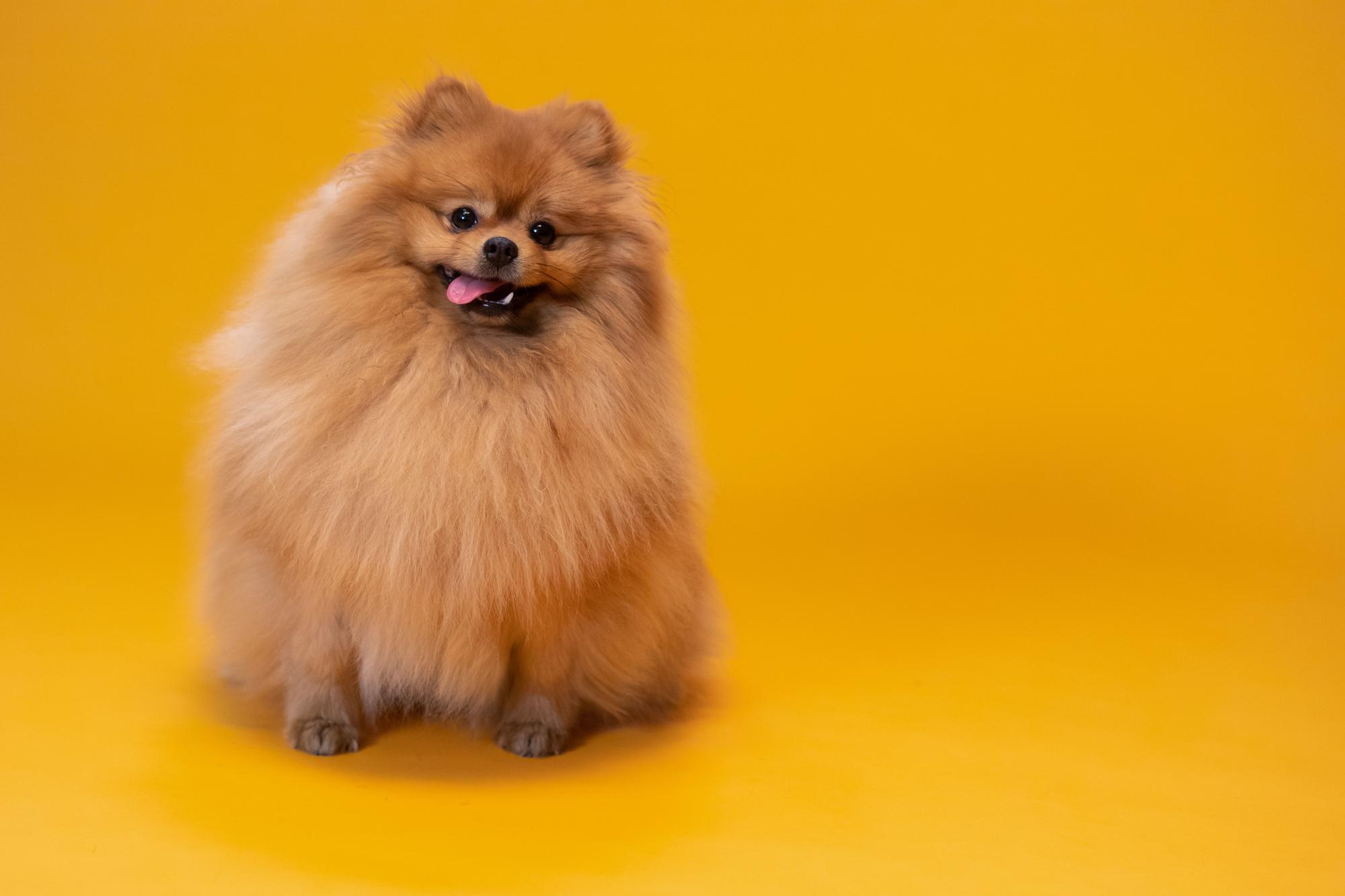 Perro tous raza sale