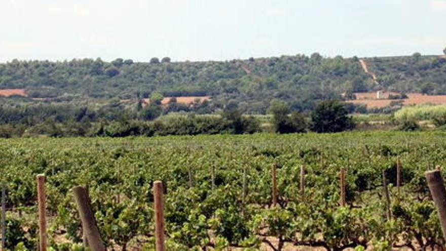 La zona on es preveia construir un càmping