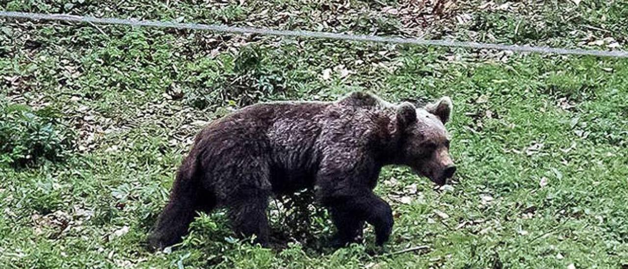 El oso avistado en los montes de San Isidro, en Aller, hace unas semanas.