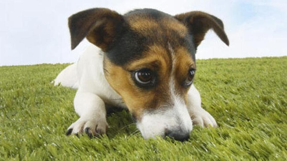 ¿Por qué los perros comen hierba? Descubre cuáles son los motivos