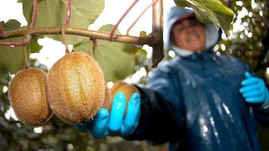 Una plantación de kiwis en Tomiño. // J. Lores