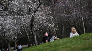 Árboles almendros en flor en el parque la Quinta de los Molinos, a 18 de febrero de 2023, en Madrid (España).
