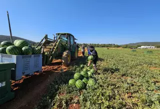Más sandías en Ibiza tras protegerlas contra un hongo devastador