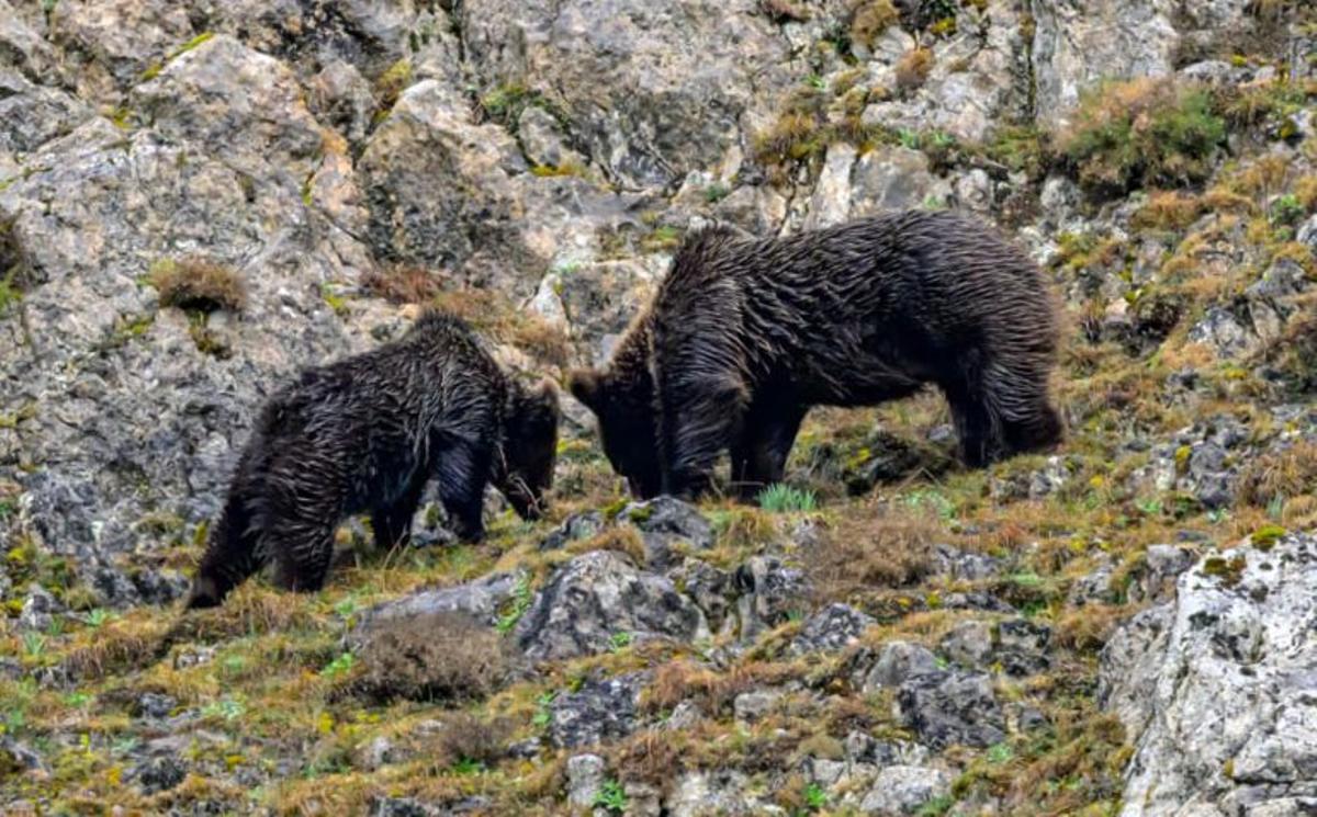 El turismo osero despierta en Asturias