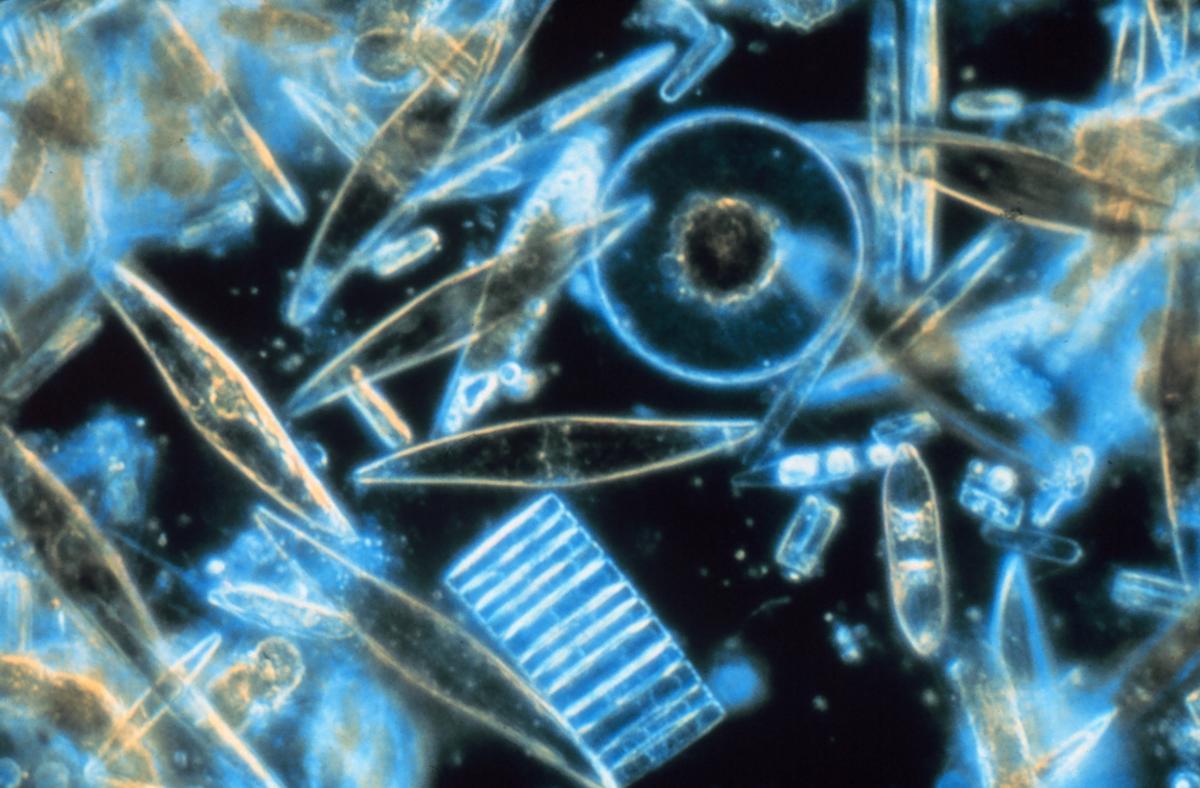 Diversas diatomeas vistas al microscopio.