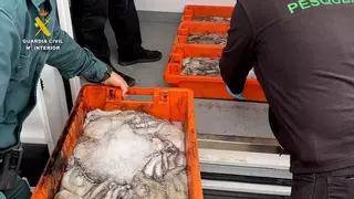 Intervenidos más de 500 kilos de pescado sin control sanitario en Sevilla
