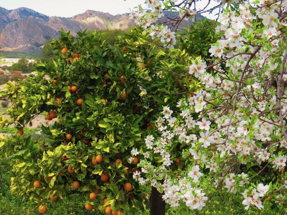 Y llegó la Floración, un manto de colores