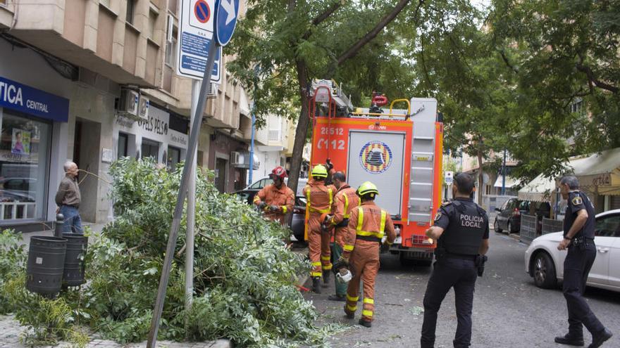 Se parte una rama en la calle Vicente Boix de Xàtiva sin causar heridos