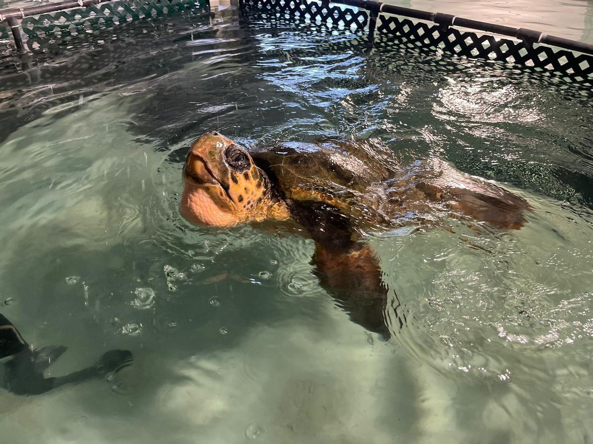 Rescate de la tortuga marina que había hecho de la dársena pesquera de Torrevieja su hábitat en el último mes