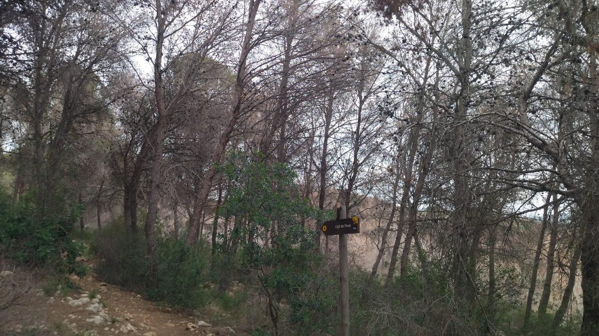 Pinos secos en el Montgó