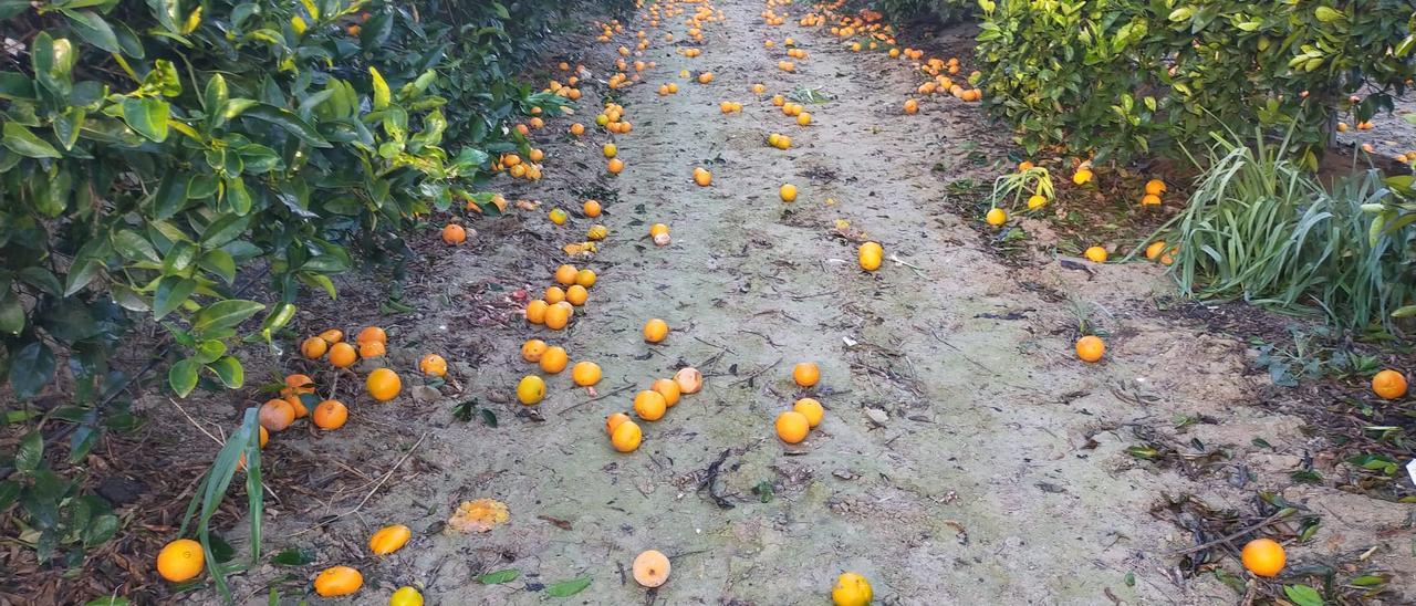 Asaja advierte de que con la caída de precios muchas naranjas se quedarán sin recoger