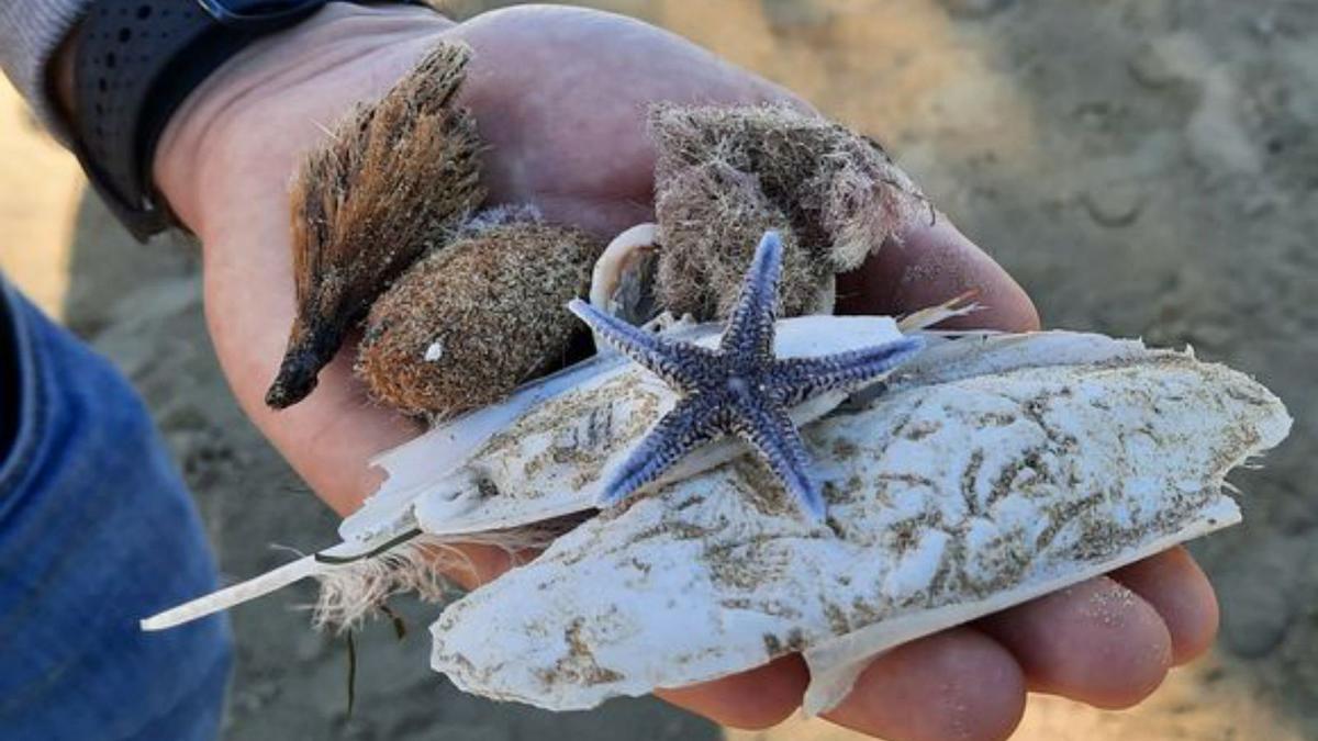 La ciencia a pie de playa