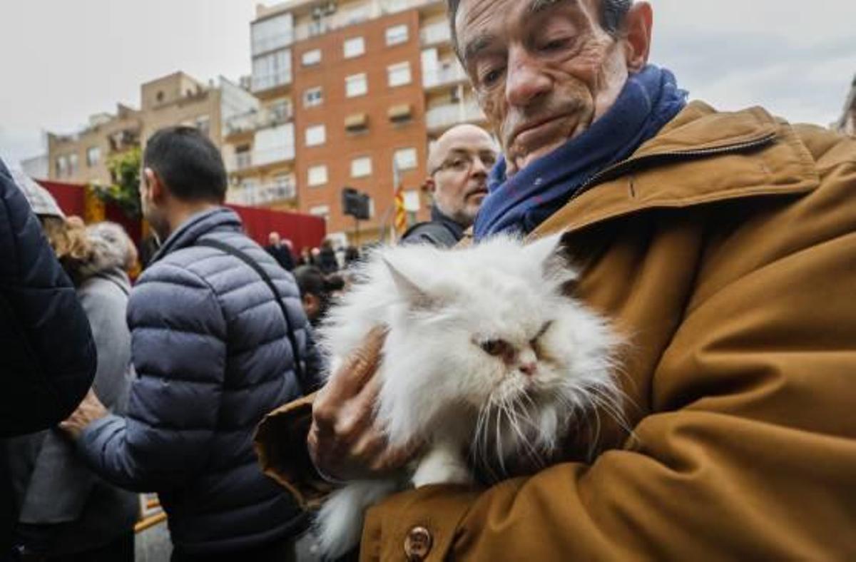 Sant Antoni crece en la jungla del asfalto