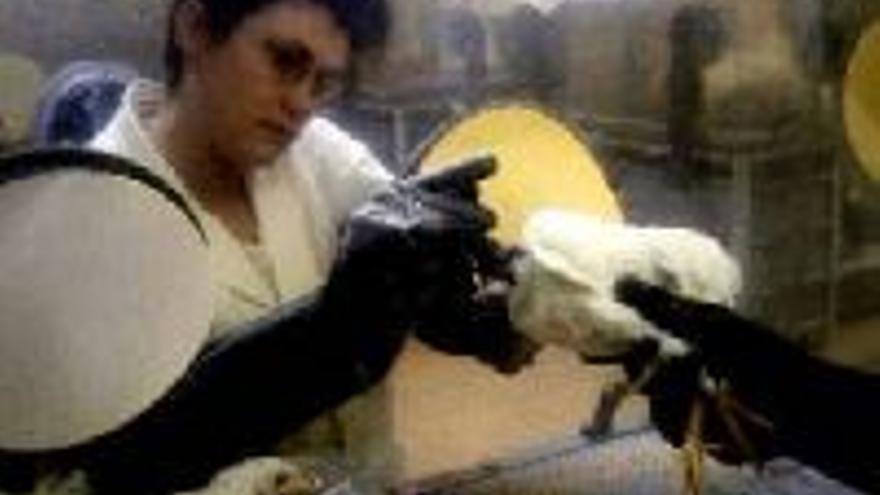 Francia investiga su primer caso de gripe aviaria en un pato muerto