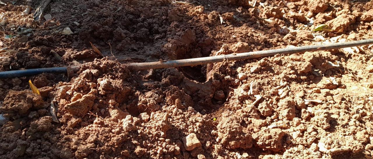 Destrozos provocados por un jabalí en un terreno agrícola de la Vilavella.