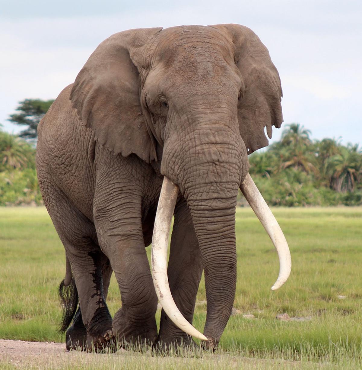 &quot;Tim&quot;, elefante que campaba por el ecosistema de Amboseli, fallecido a los 51 años.