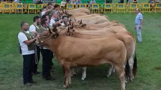 Casillas, Ca Lao, Iglesias, Prado, Fidalgo y compañía, los nombres que dan vida al Concurso Exposición de Ganado de Llanera