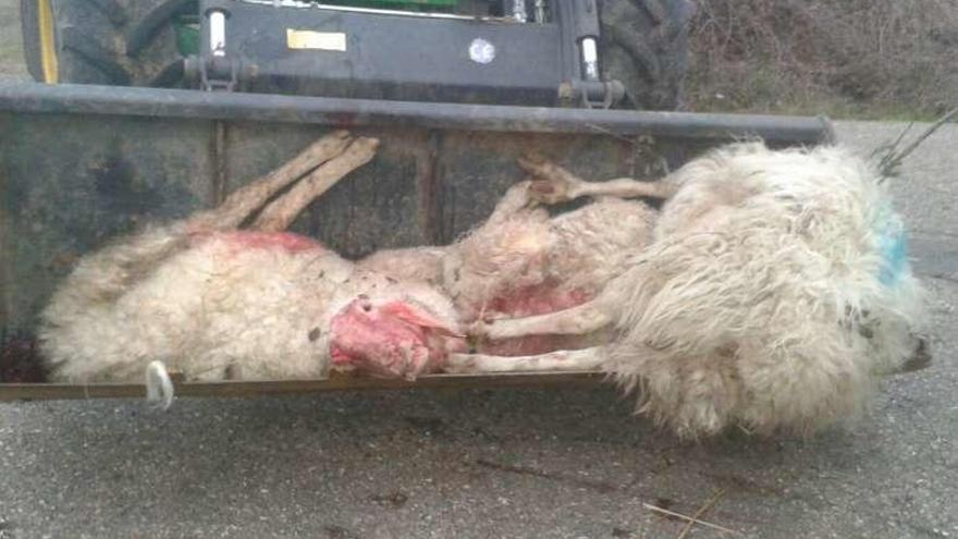 Ovejas muertas en la lobada de Palazuelo de Sayago.