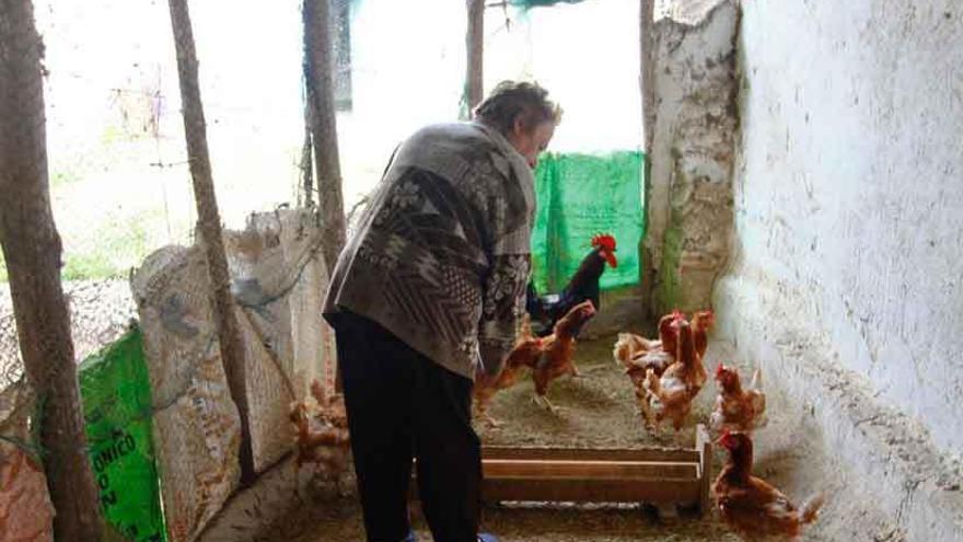 Varias gallinas y un gallo en un corral de la capital Foto L.O. Z.