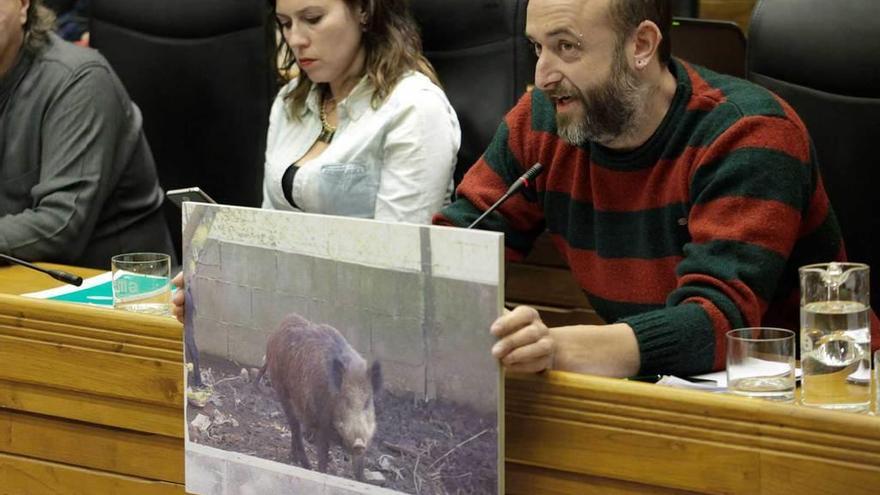 David Alonso muestra en el Pleno una gran foto de un jabalí.