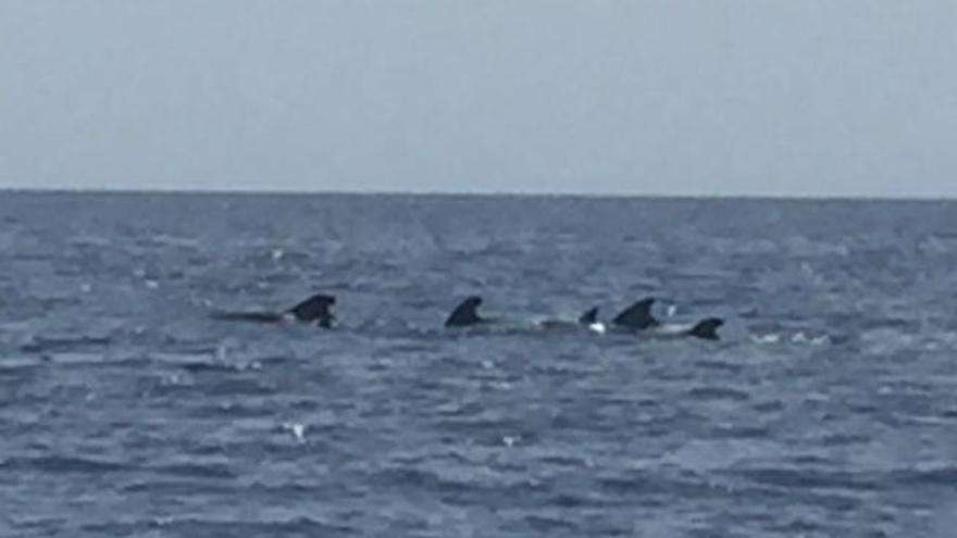 Turistas de la playa de Las Coloradas devuelven al mar una manada de cetáceos