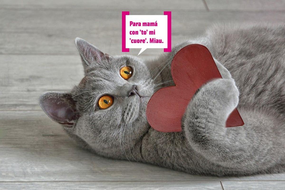 Gato abrazado a un corazón