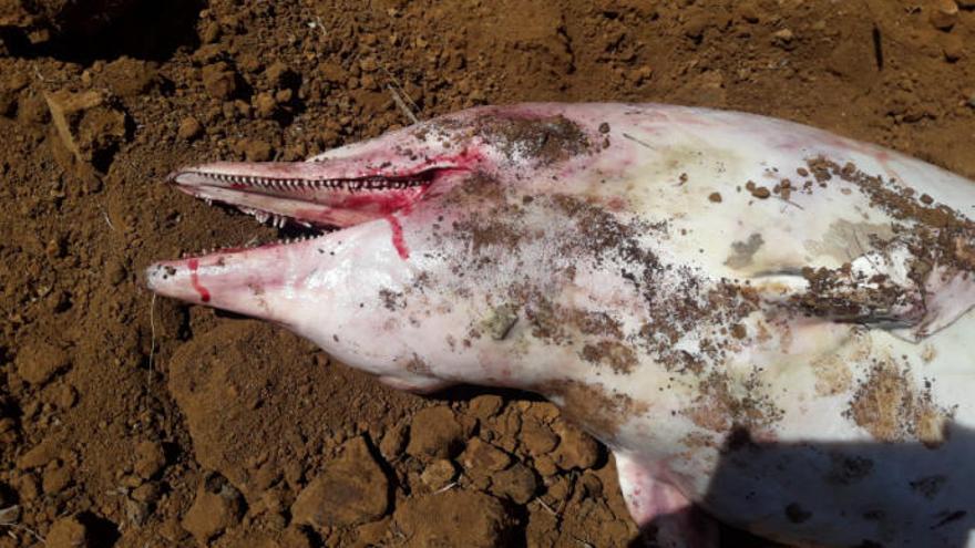 Delfín muerto cerca de la playa de Nogales