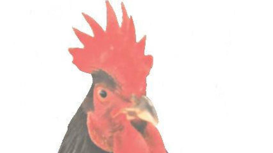El mejor gallo de  España se ha criado en tierras alicantinas