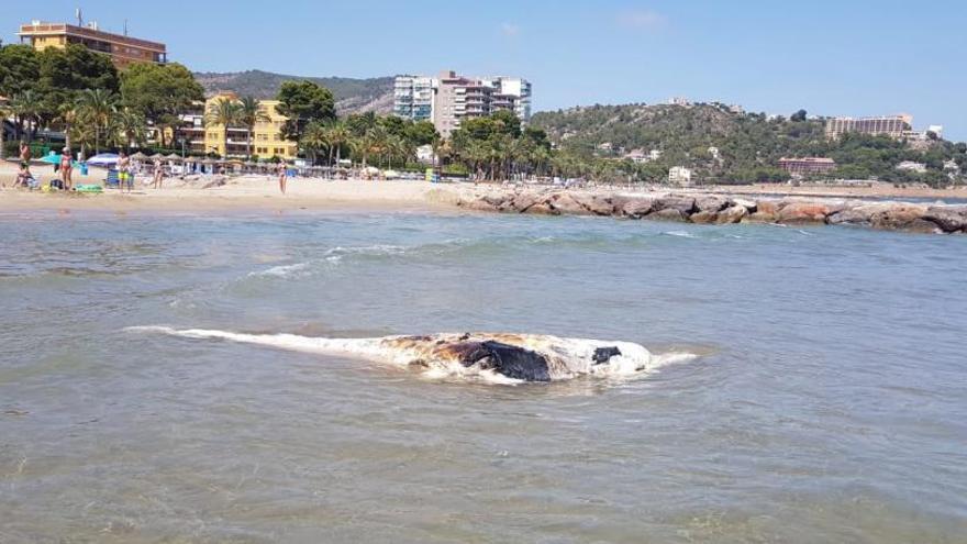 Abierta la playa de Benicàssim tras retirar el cetáceo muerto