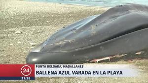 Una balena blava es va encallar a la costa i no només va cridar l’atenció pels seus 30.000 quilos.