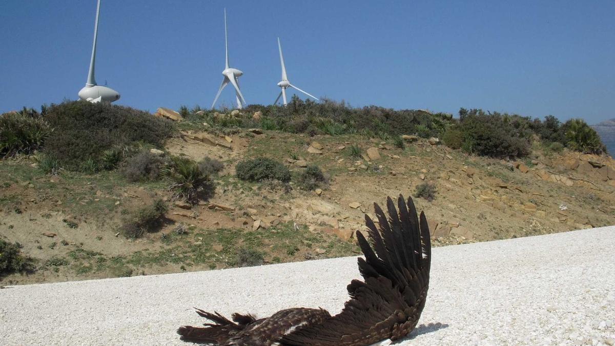 Los molinos eólicos se detendrán cuando se acerquen aves