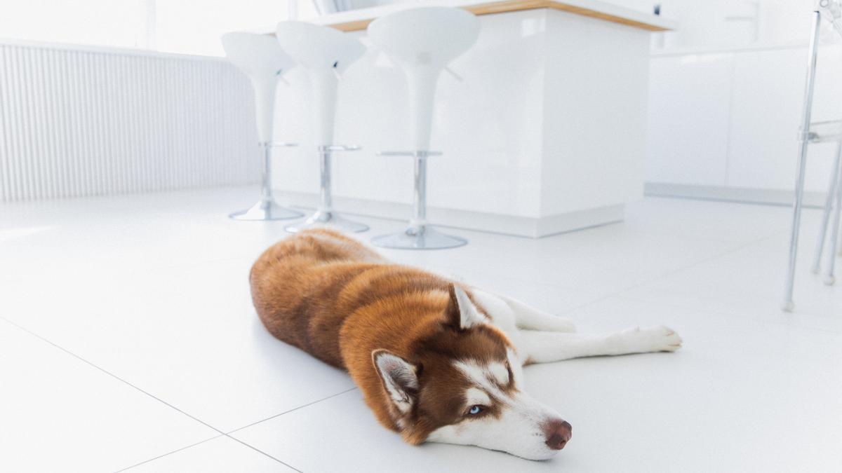 10 trucos para mantener la casa limpia si vives con un perro 