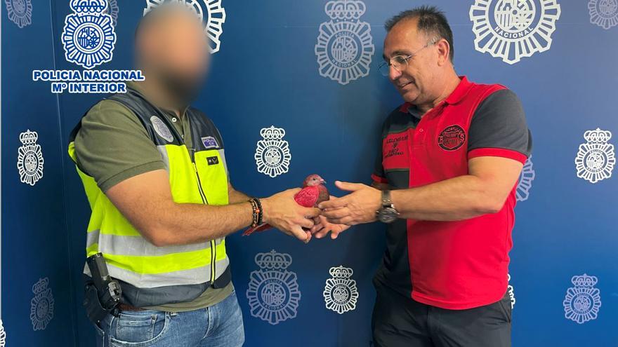 Tres arrestados en Alicante por robar 13 palomos deportivos valorados en 3.000 euros