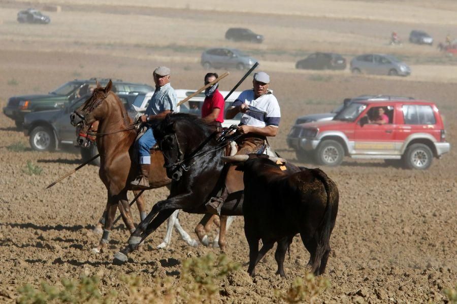 Encierro campero en Moraleja del Vino