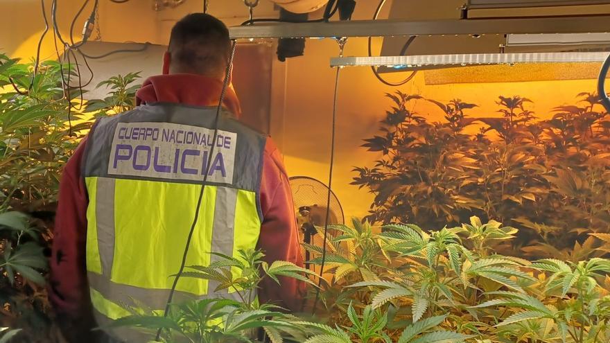 Detenido por cultivar marihuana a gran escala en Torres de San Lamberto (Zaragoza)