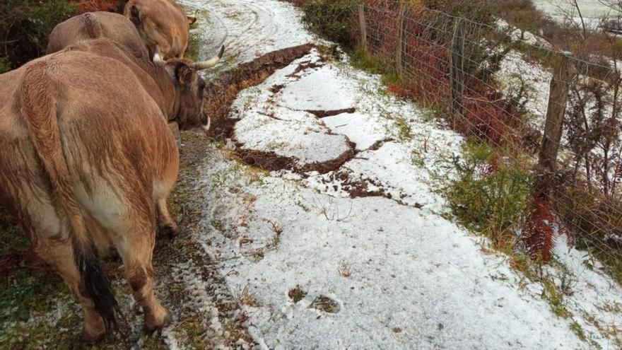 Una pista ganadera con enormes grietas, en Cangas de Onís.