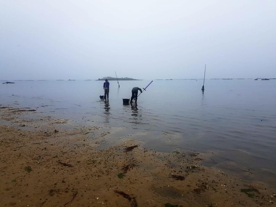 El marisqueo regresa a la ría.