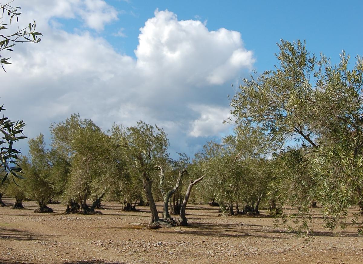 Els efectes de la tramuntana en un olivar amb el cel que avisa de la seva presència.