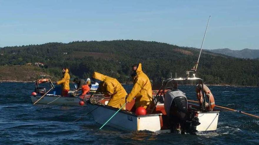 &quot;Rañeiros&quot; durante la campaña de libre marisqueo en la ría de Arousa. // Noé Parga