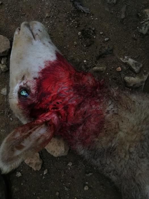Siete ovejas muertas por un ataque de perros en Formentera