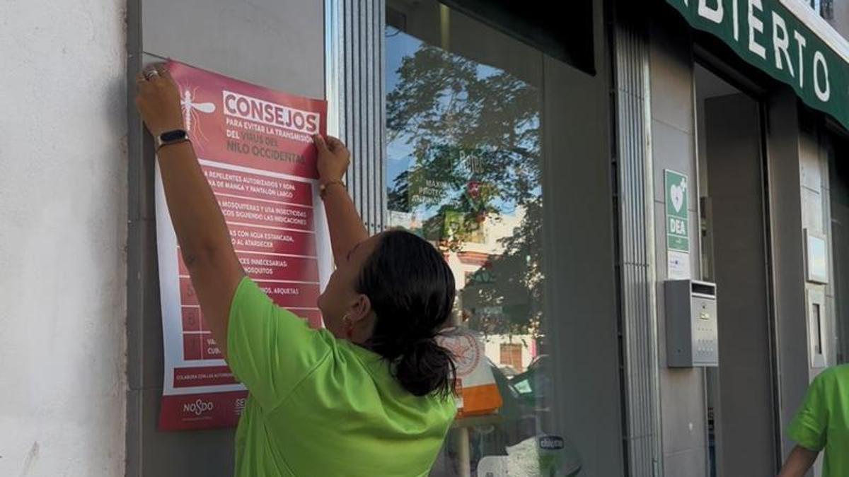 Una trabajadora municipal cuelga un cartel de sensibilización del virus del Nilo en una farmacia de Sevilla.