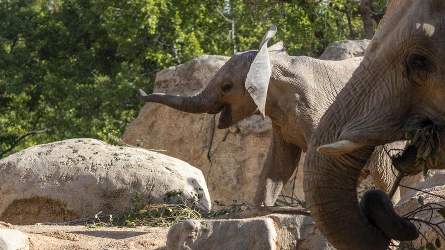 Bioparc celebra el primer cumpleaños de Makena con entradas infantiles a un euro