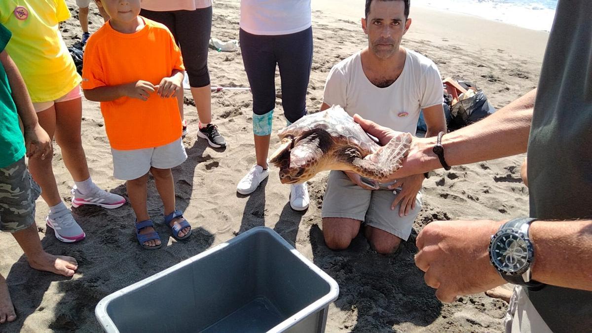 Liberación de tortuga en El Médano.