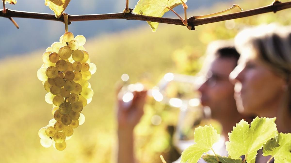 Vinos blancos para disfrutar en invierno.