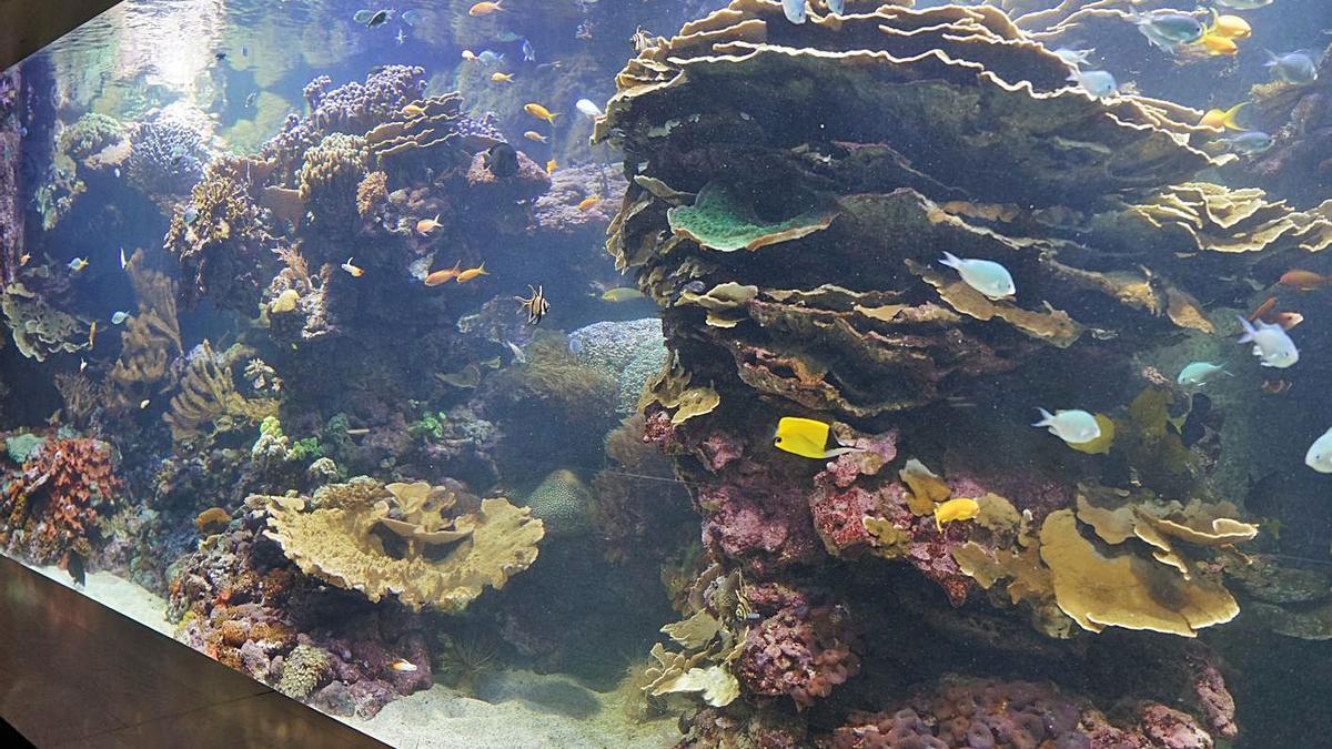 L’Oceanogràfic compta amb dos aquaris de 25.000 litres d’aigua amb diverses espècies de corals.  | LEVANTE-EMV