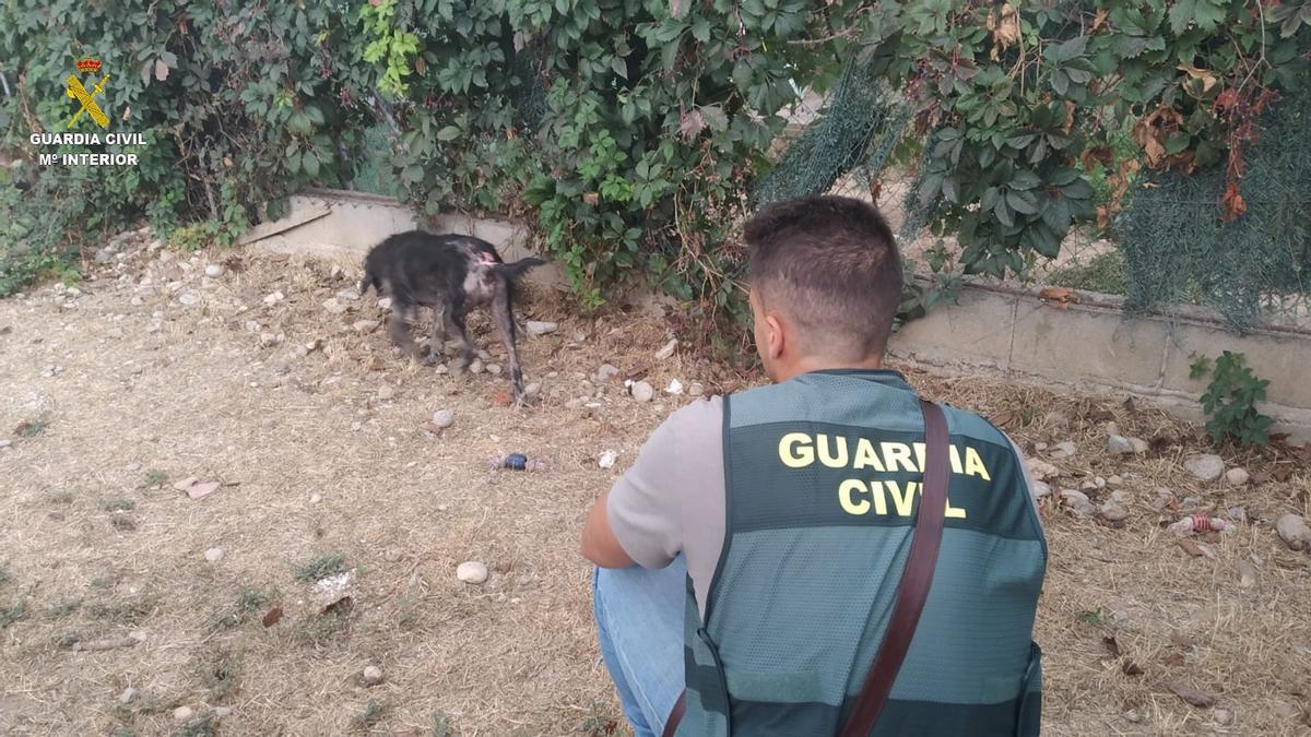 Un agent del Seprona i un dels gossos que vivia en males condicions higièniques i de salut a Llers