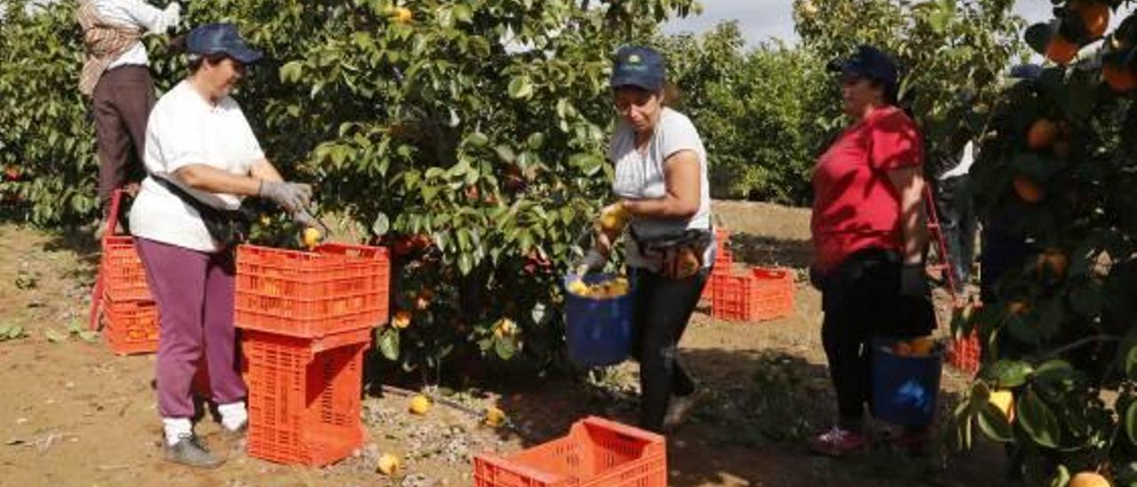 Un grupo de mujeres recolecta caquis en l&#039;Alcúdia.