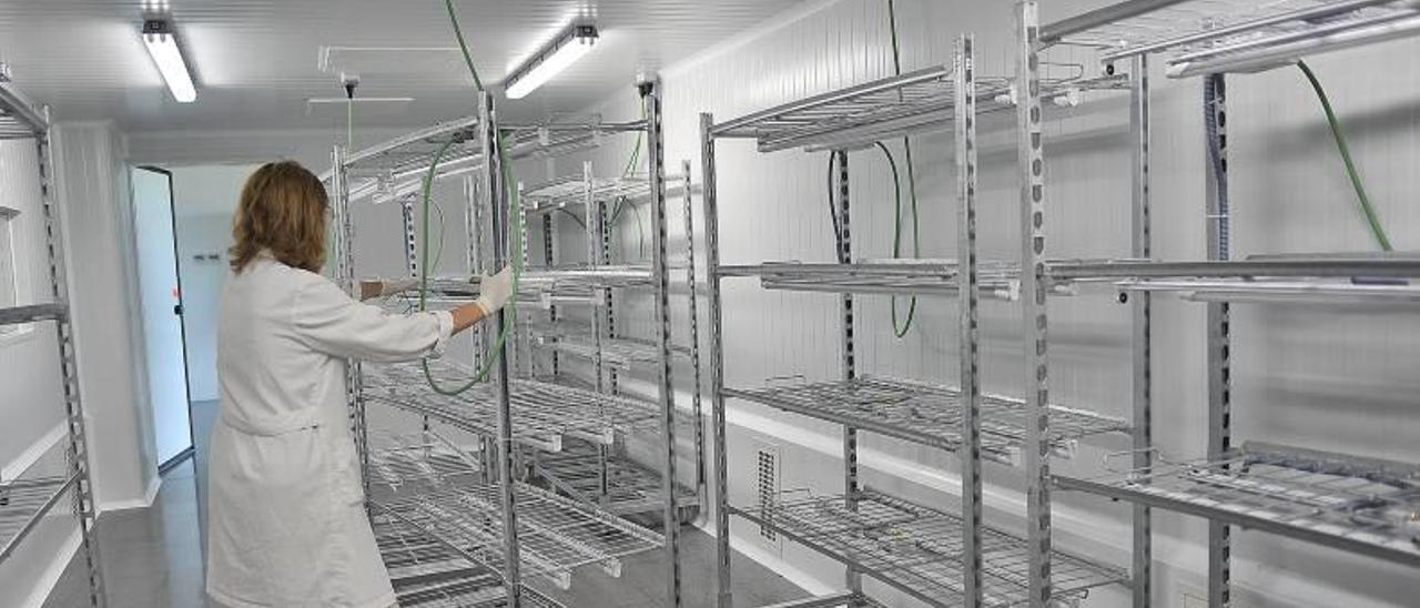 La sala de cultivo del Instituto de la Palmera, todavía vacía, mientras la empresa ajusta la temperatura para poder albergar ejemplares producidos in vitro.