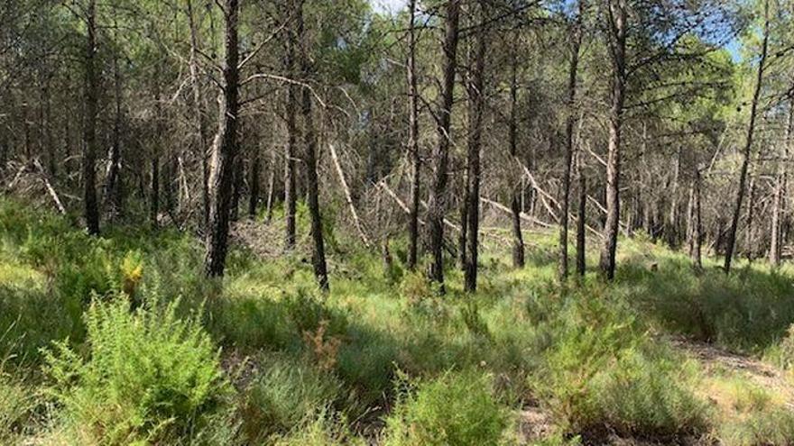 Un bosque descuidado crece 3.000 hectáreas al año en Castellón