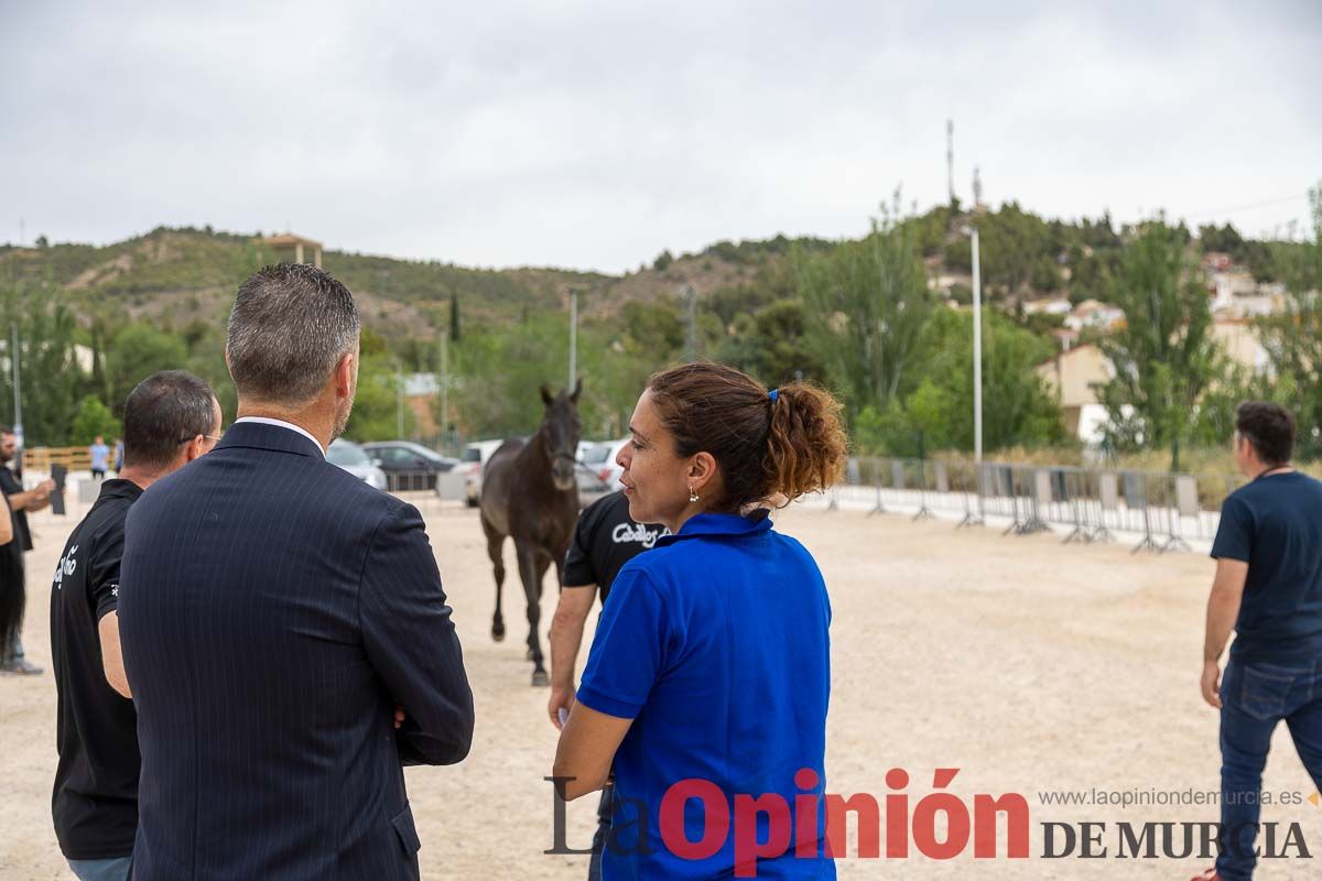 Control veterinario de los Caballos del Vino en Caravaca